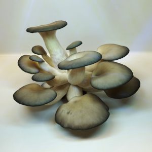 Kit de culture de champignons Cardoncelli, Pleutorus Eryngii, Acquaverde,  champignon Murgia des Pouilles, mycélium sélectionné de premier choix